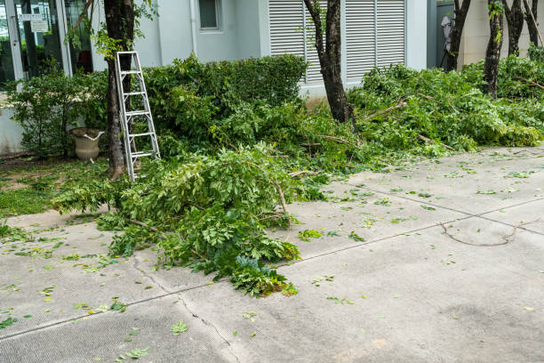 Best Best Tree Removal Services  in Gatesville, TX